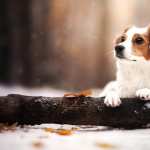 Kooikerhondje wallpapers for desktop