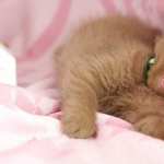 British Shorthair PC wallpapers