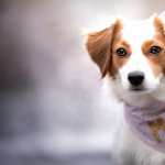 Kooikerhondje PC wallpapers