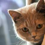 British Shorthair wallpapers for android