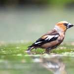 Hawfinch high definition wallpapers