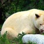 Kermode Bear hd pics