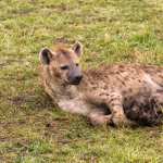 Spotted Hyena download wallpaper
