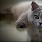 British Shorthair wallpapers for iphone