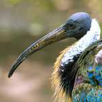 Ibis full hd