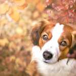 Kooikerhondje pics