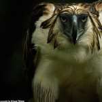 Philippine Eagle photo