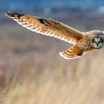 Short-eared Owl free download