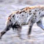 Spotted Hyena pics