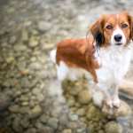 Kooikerhondje new wallpapers