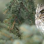 Short-eared Owl free