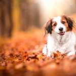 Kooikerhondje widescreen