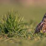 Short-eared Owl PC wallpapers