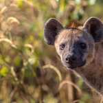 Spotted Hyena free wallpapers