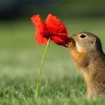 Gopher high definition wallpapers