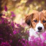 Kooikerhondje hd photos