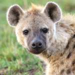 Spotted Hyena wallpapers for android
