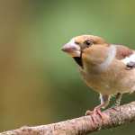 Hawfinch PC wallpapers