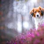 Kooikerhondje wallpapers for android