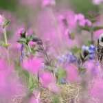 Short-eared Owl wallpapers hd