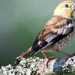Hawfinch free download