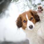 Kooikerhondje photo