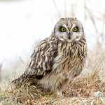 Short-eared Owl high quality wallpapers