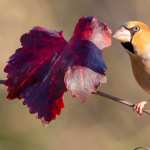 Hawfinch wallpapers for iphone