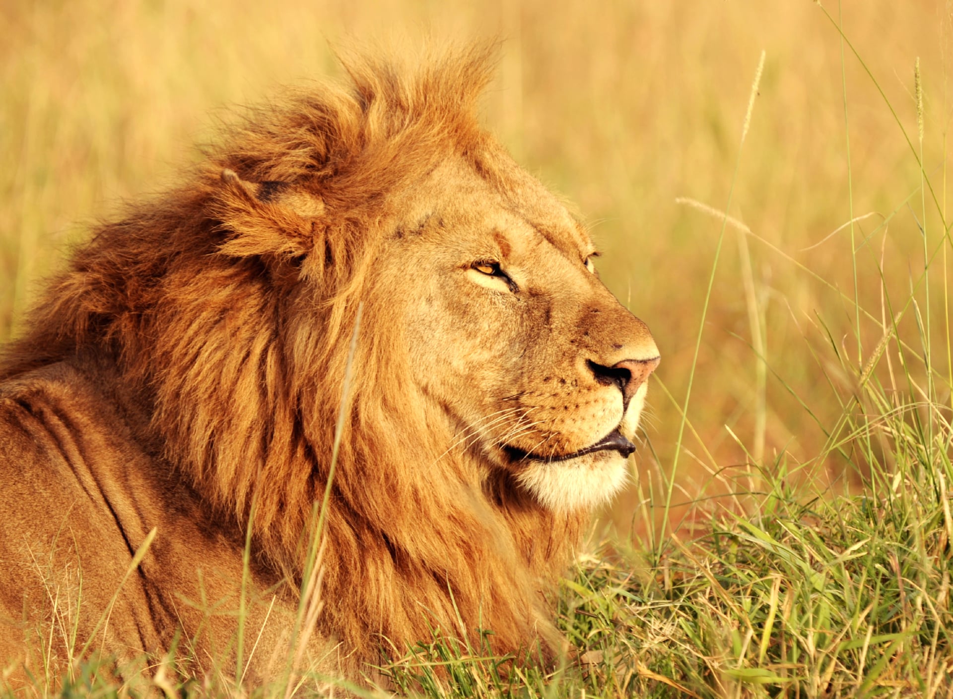 African Lion at 320 x 480 iPhone size wallpapers HD quality