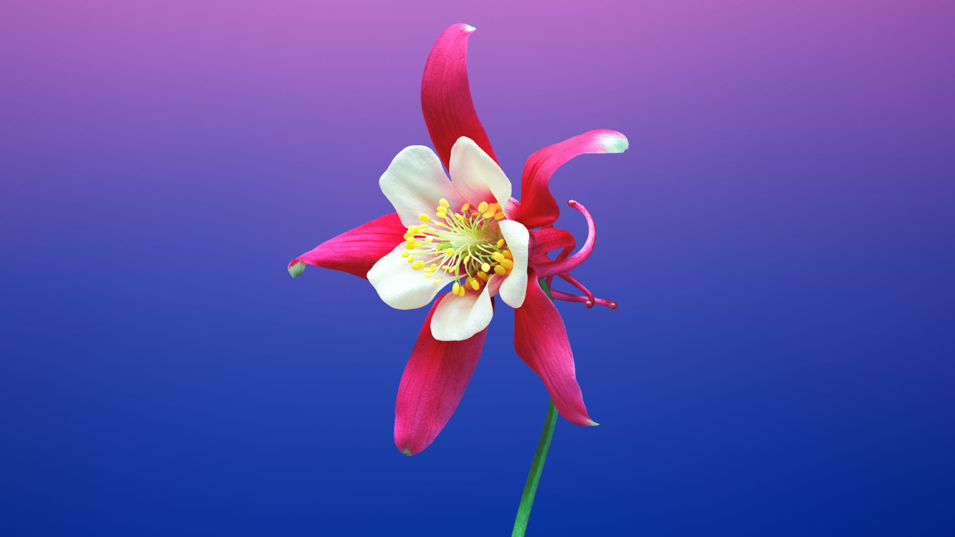 Aquilegia flower wallpapers HD quality