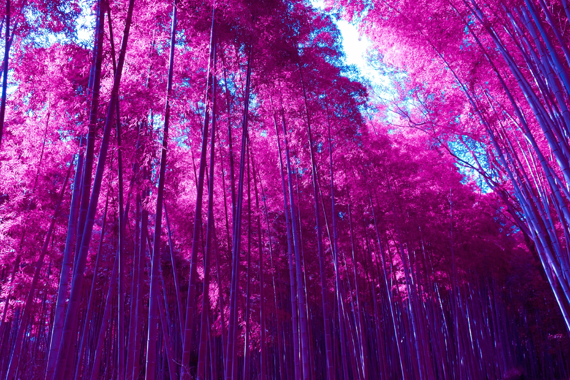 Arashiyama Bamboo Grove at 320 x 480 iPhone size wallpapers HD quality