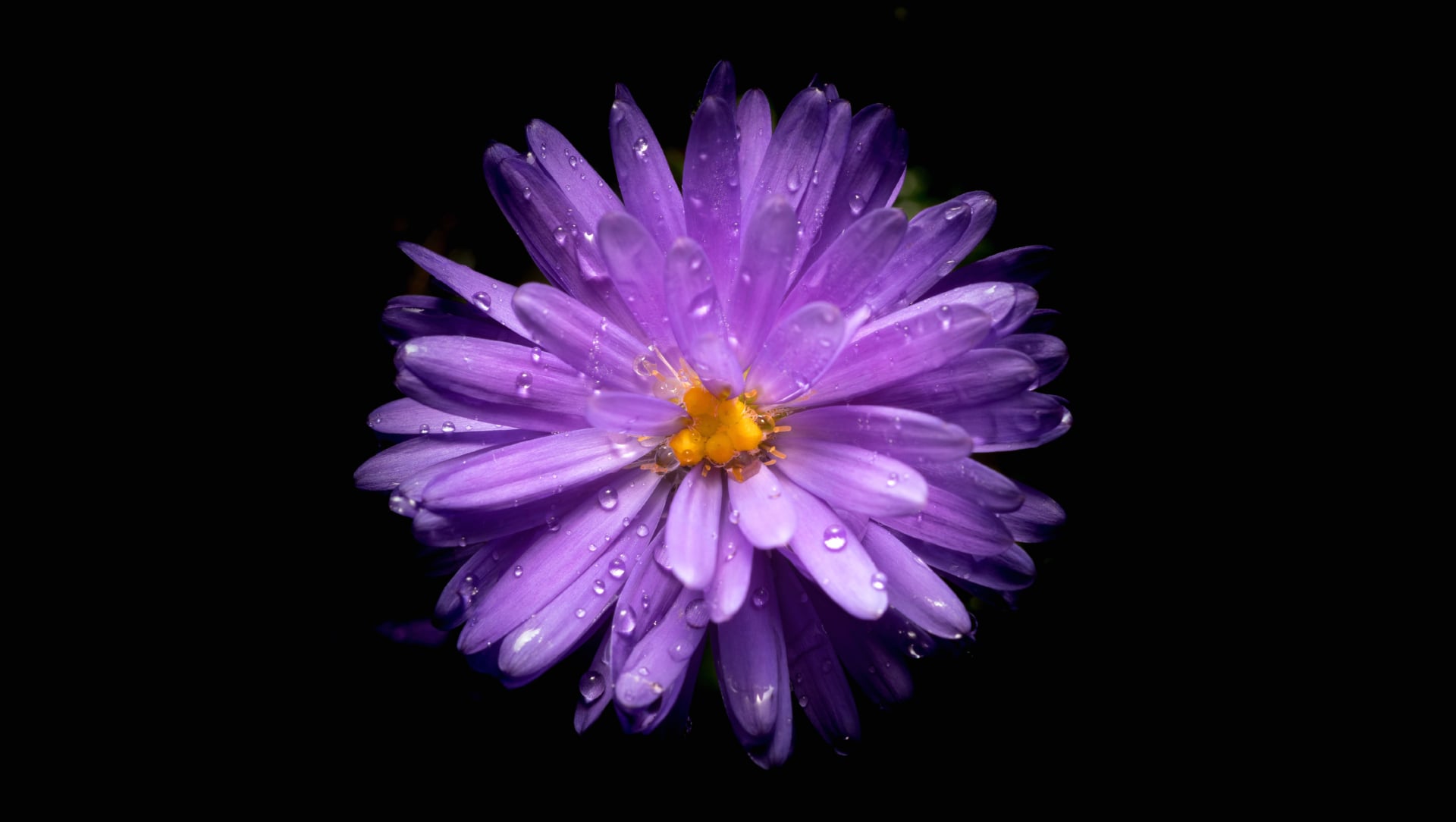 Aster flower at 1024 x 768 size wallpapers HD quality