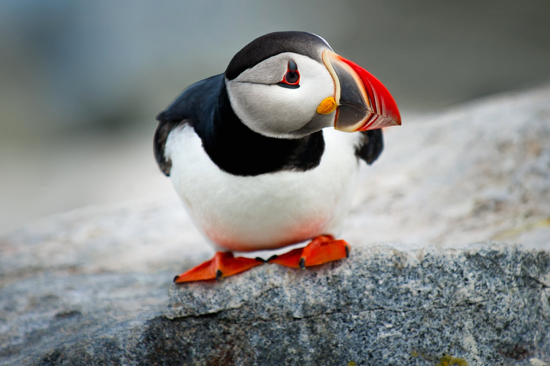 Atlantic puffin at 640 x 1136 iPhone 5 size wallpapers HD quality