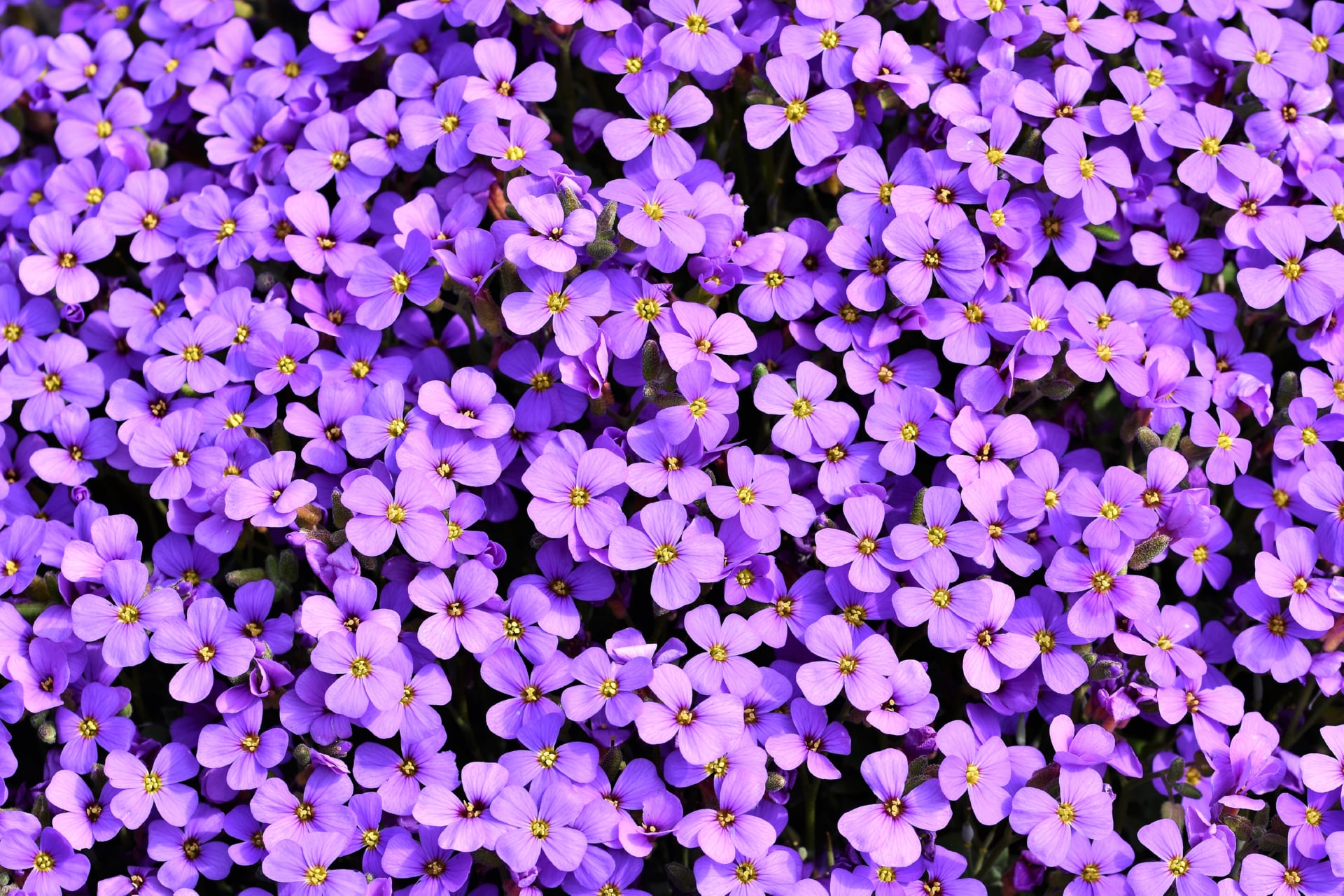 Aubrieta at 1334 x 750 iPhone 7 size wallpapers HD quality