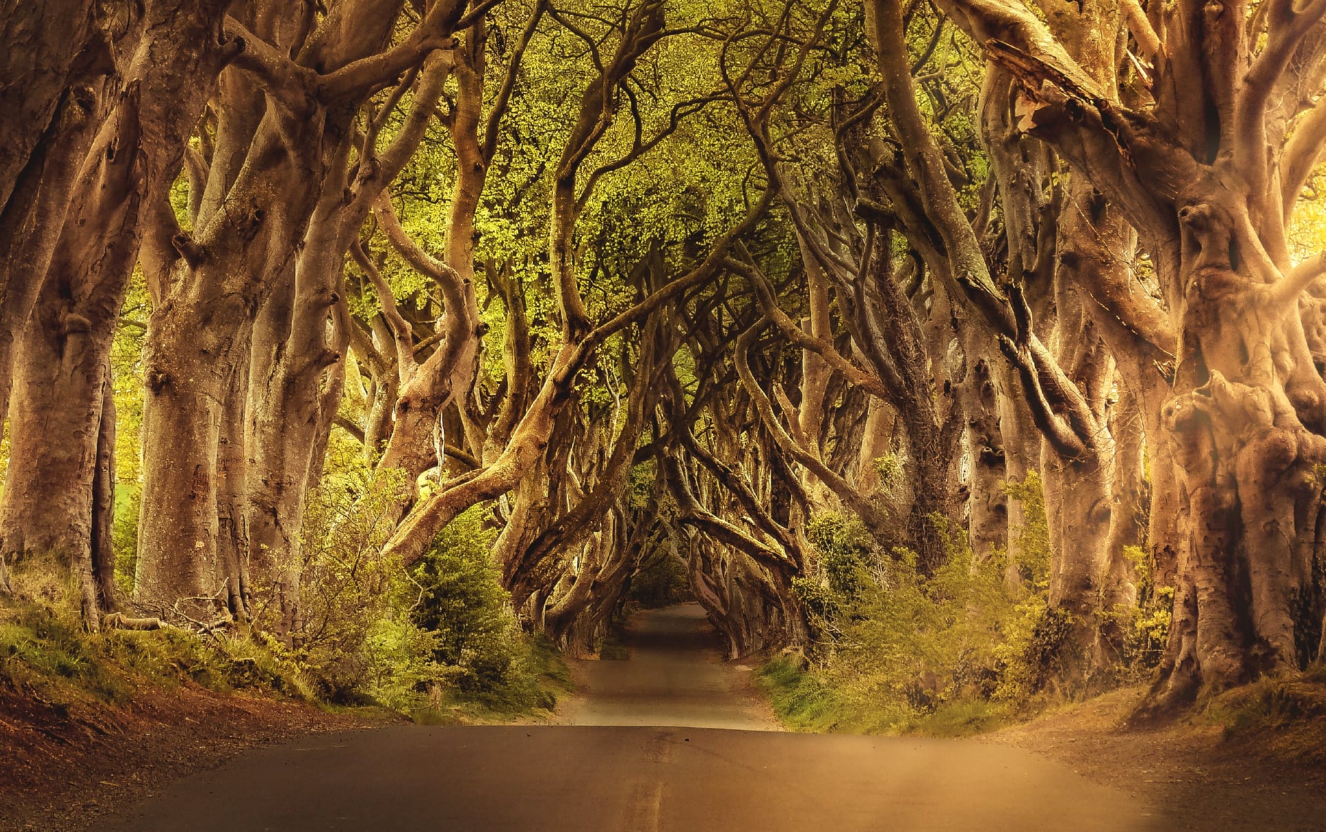 Avenue Trees at 640 x 1136 iPhone 5 size wallpapers HD quality