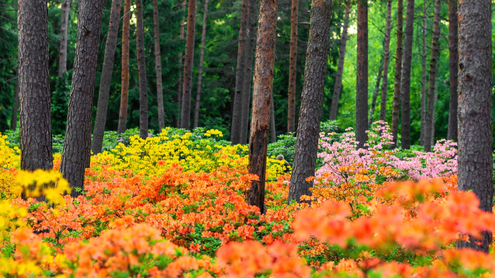 Azalea plants at 750 x 1334 iPhone 6 size wallpapers HD quality