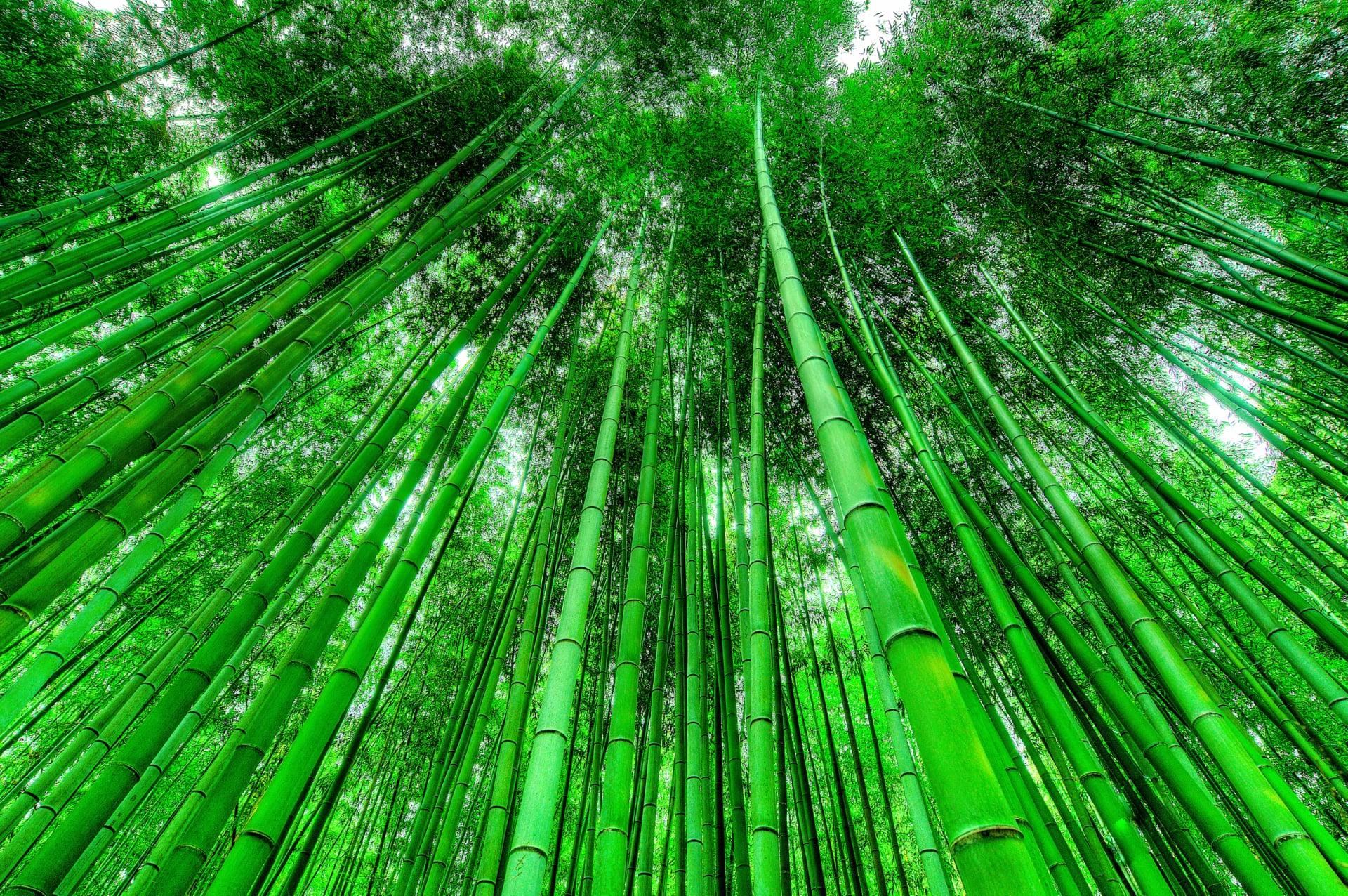 Bamboo Grove at 640 x 960 iPhone 4 size wallpapers HD quality