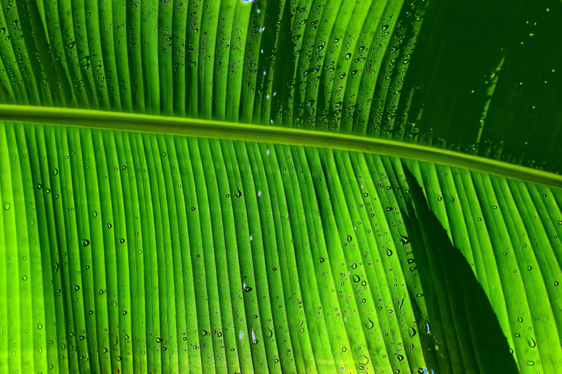 Banana Leaf at 1152 x 864 size wallpapers HD quality