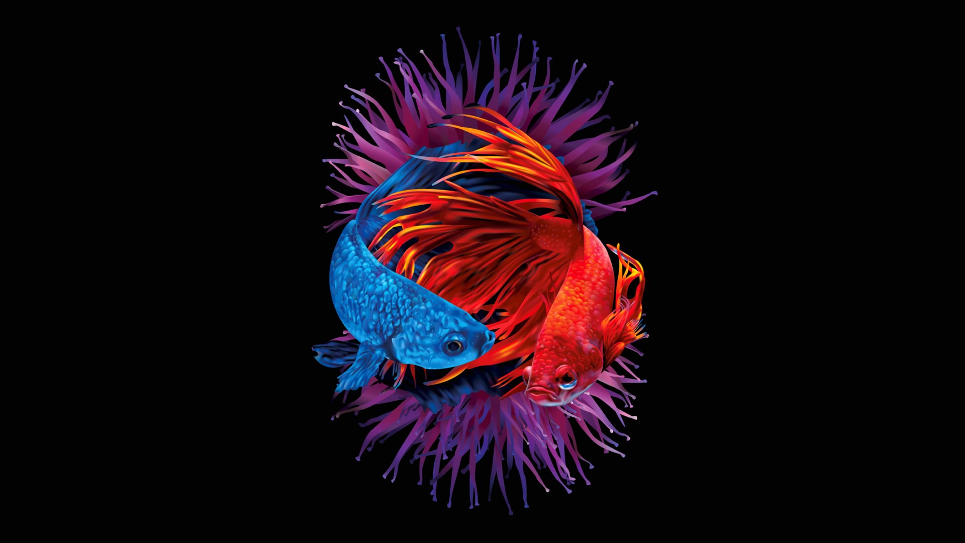 Betta fishes wallpapers HD quality