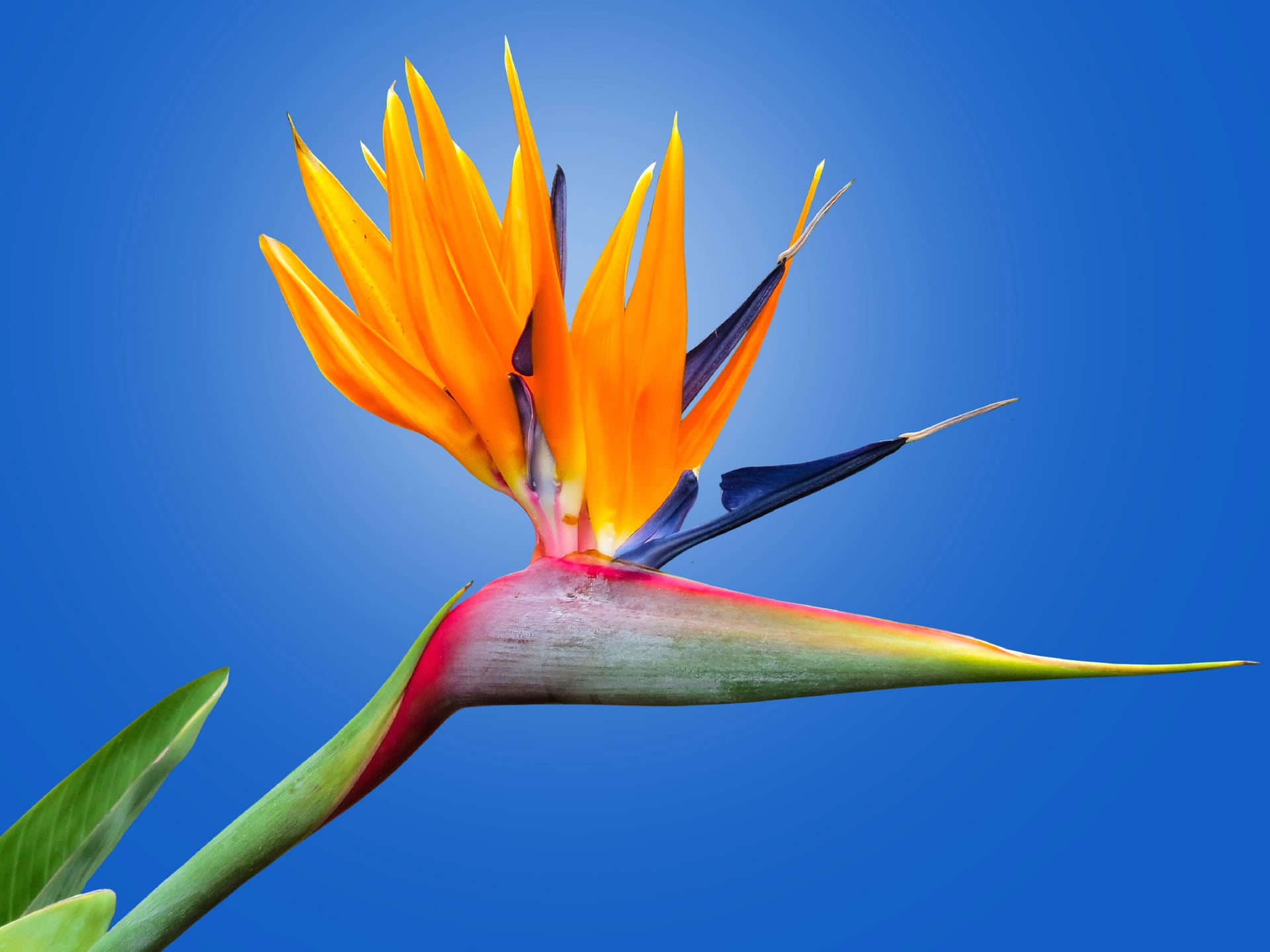 Bird of paradise flower at 750 x 1334 iPhone 6 size wallpapers HD quality
