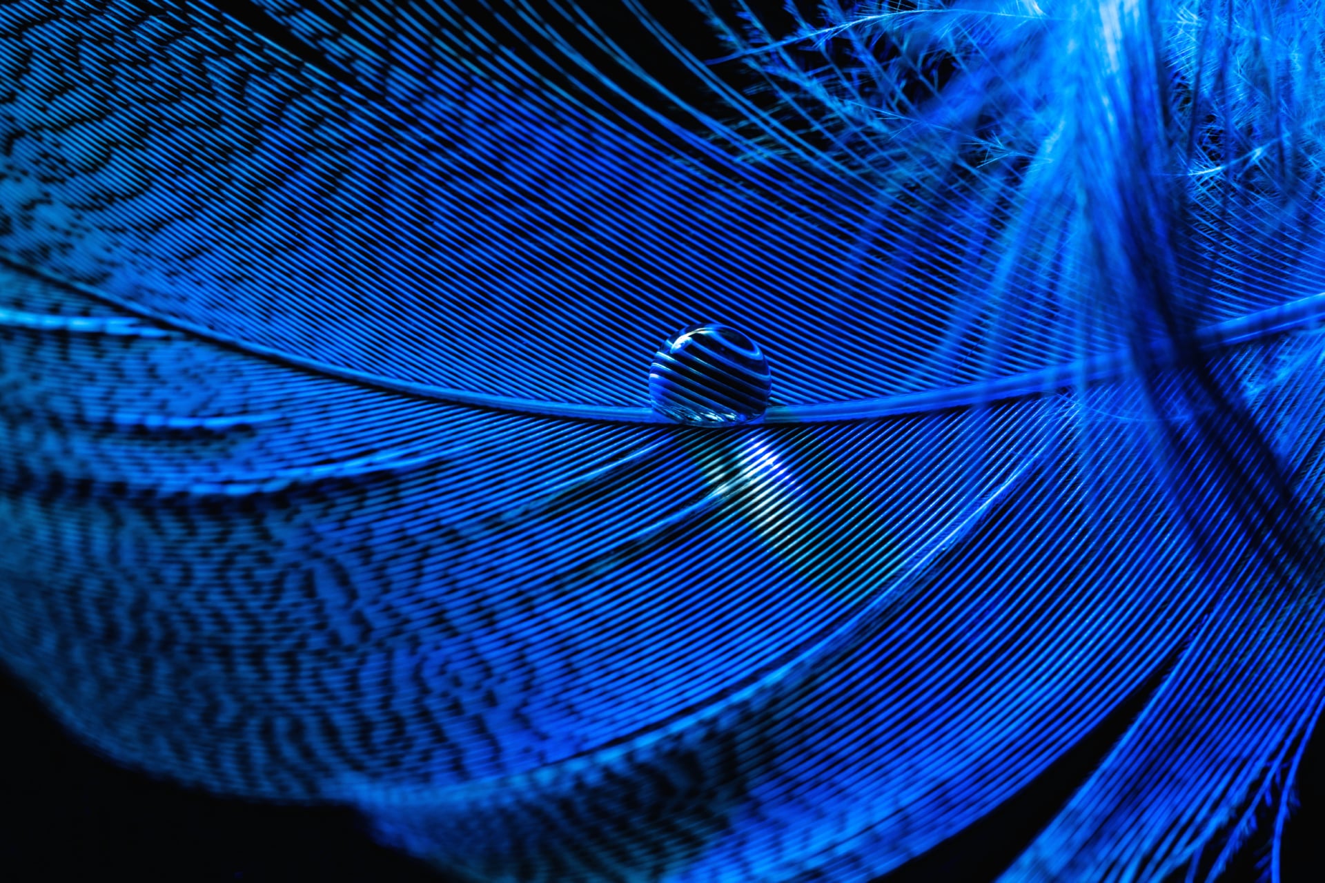 Blue Feather at 1152 x 864 size wallpapers HD quality