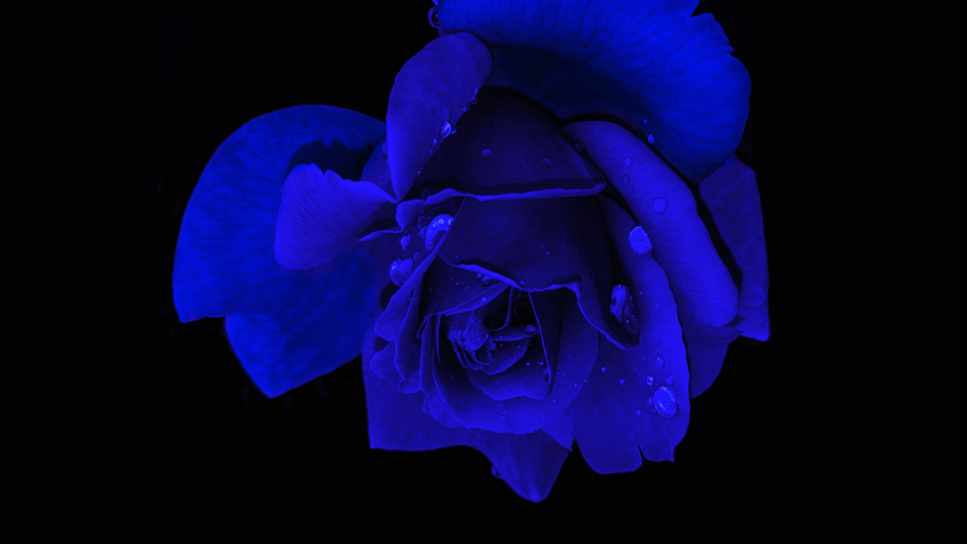 Blue rose wallpapers HD quality
