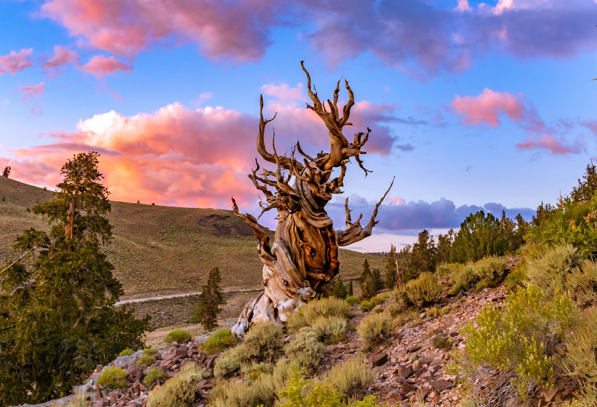 Bristlecone pine tree at 1600 x 1200 size wallpapers HD quality