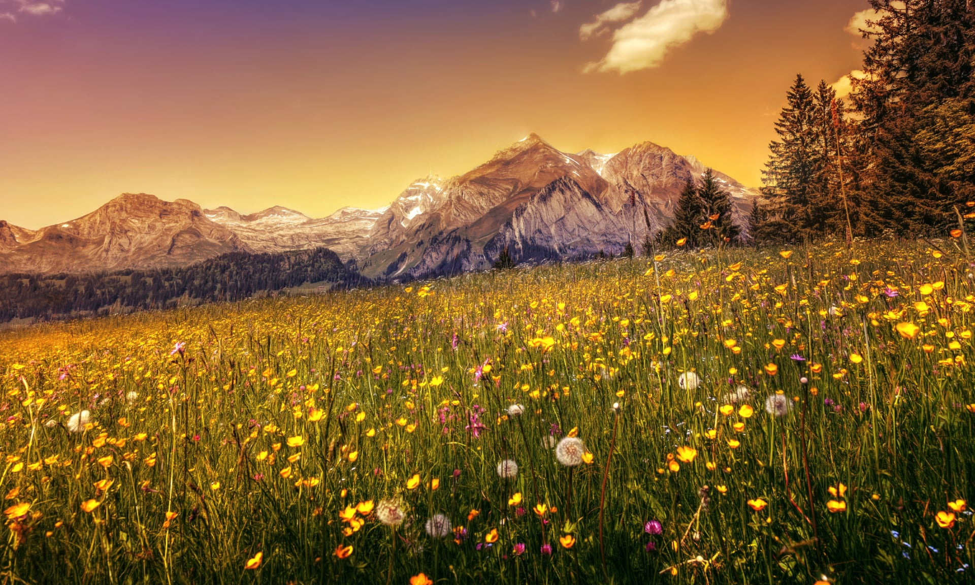 Buttercup field at 640 x 960 iPhone 4 size wallpapers HD quality