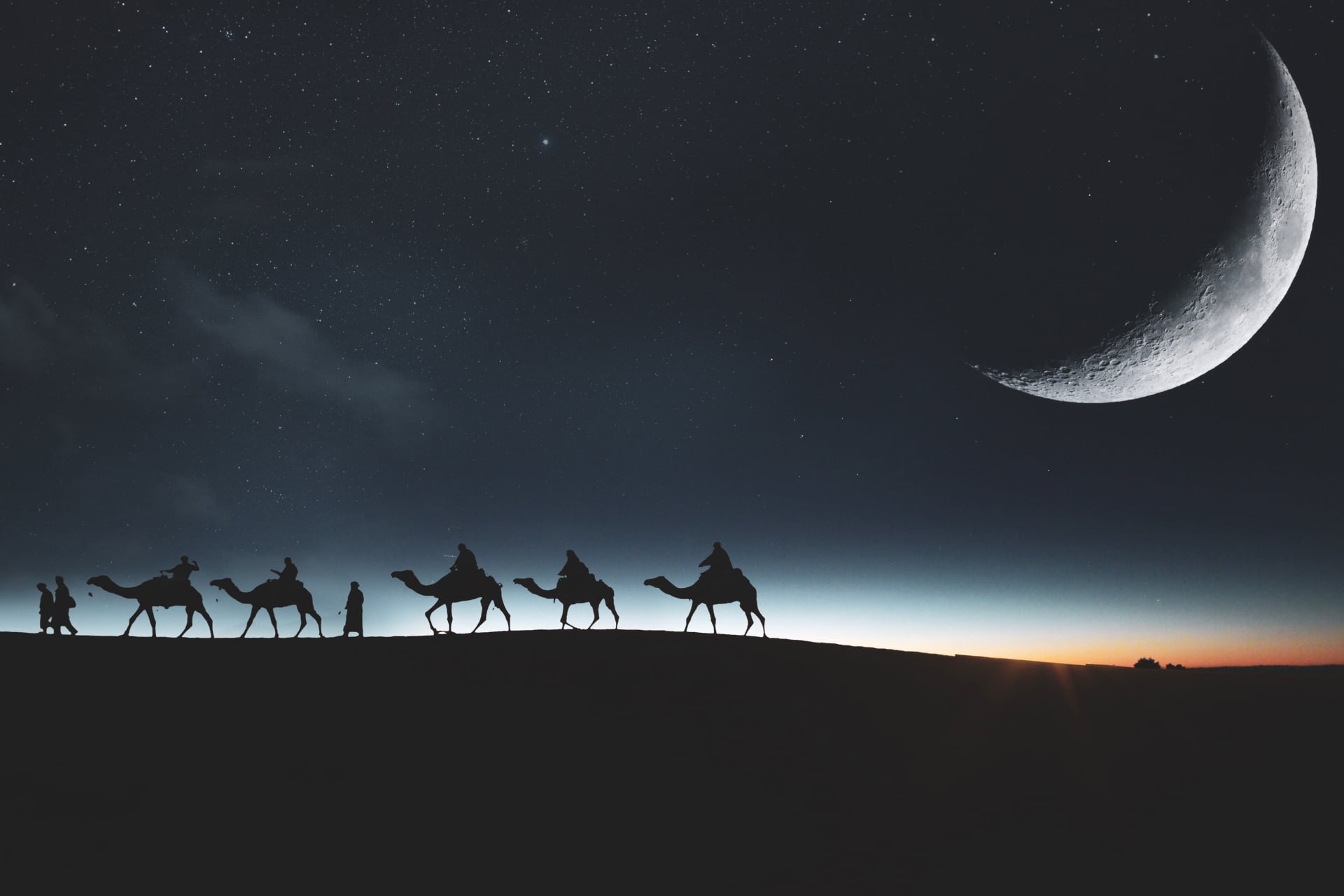 Camels at 1024 x 1024 iPad size wallpapers HD quality
