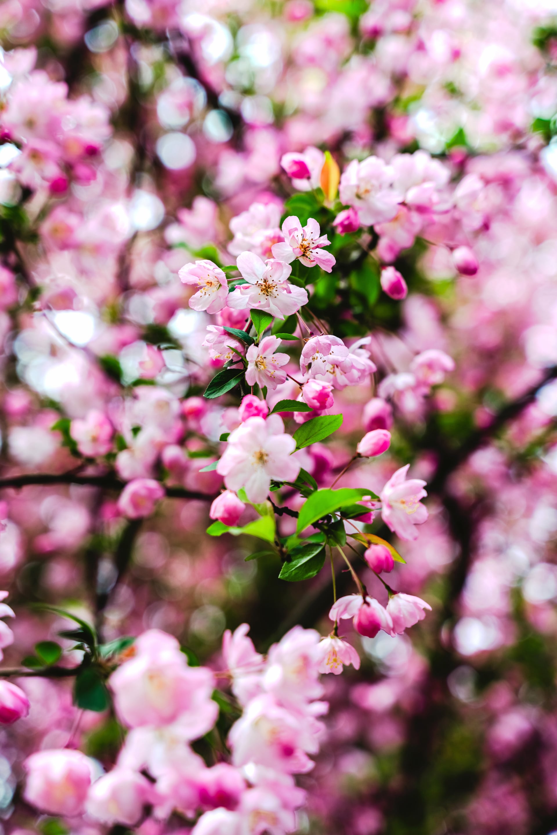 Cherry blossom wallpapers HD quality