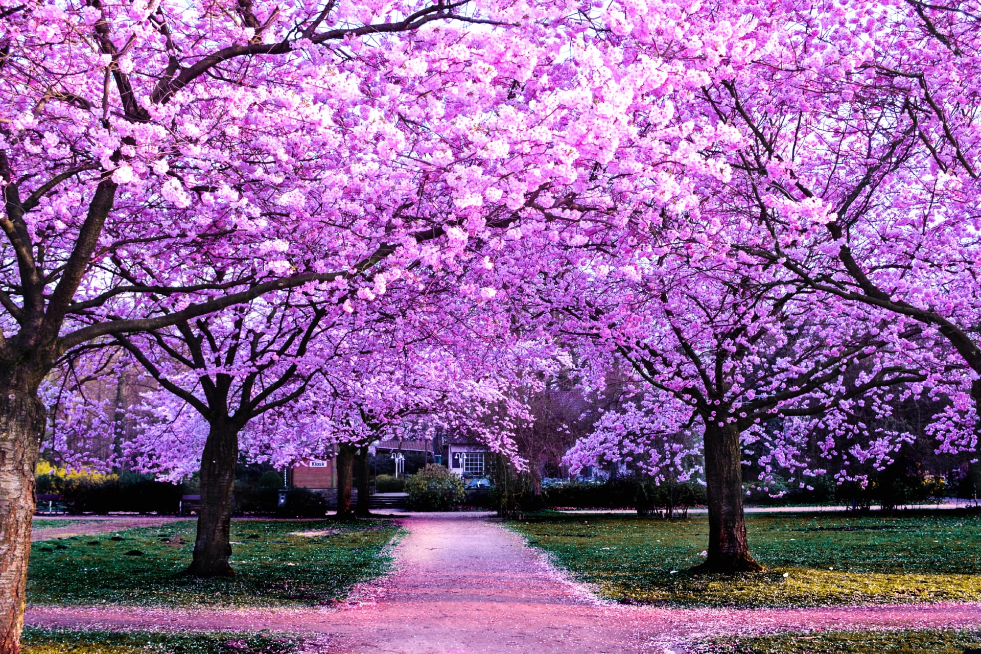 Cherry Blossom Trees at 750 x 1334 iPhone 6 size wallpapers HD quality