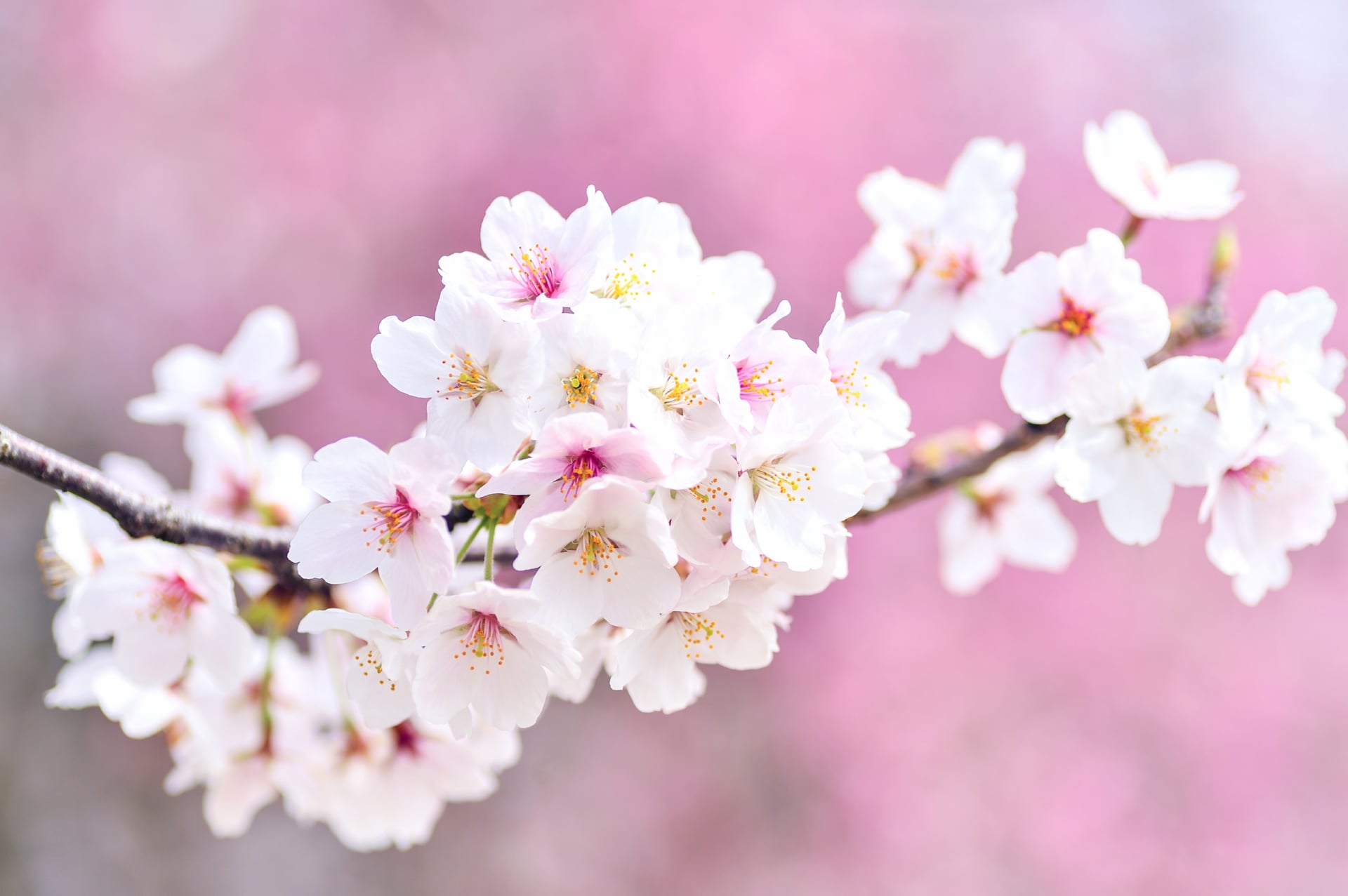 Cherry flowers wallpapers HD quality