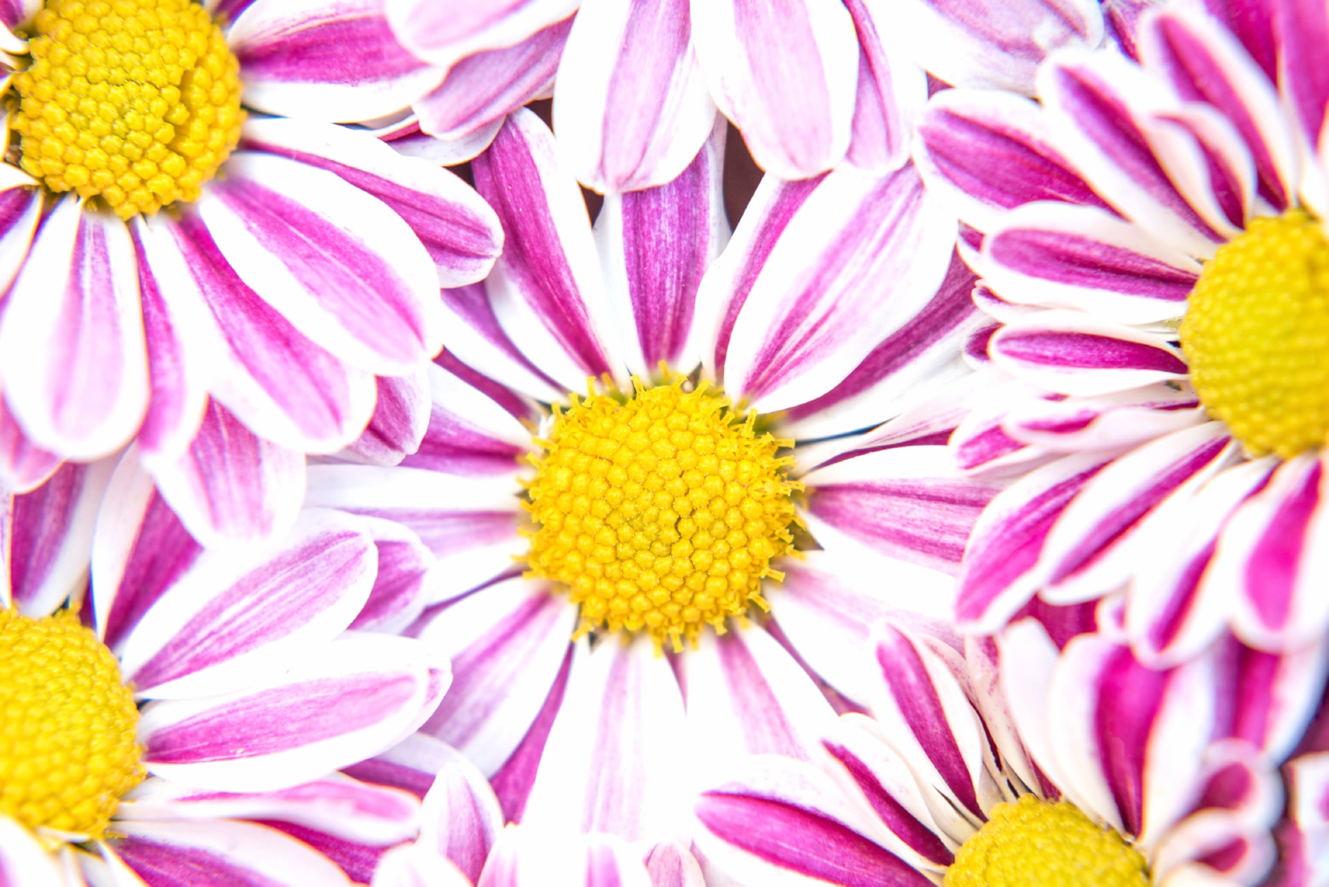 Chrysanthemum flowers wallpapers HD quality