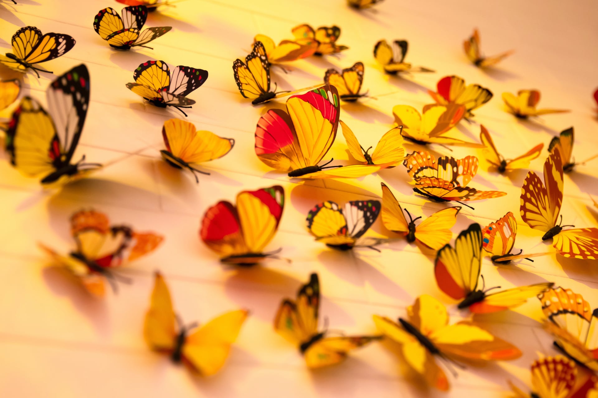 Colorful butterflies at 1024 x 768 size wallpapers HD quality